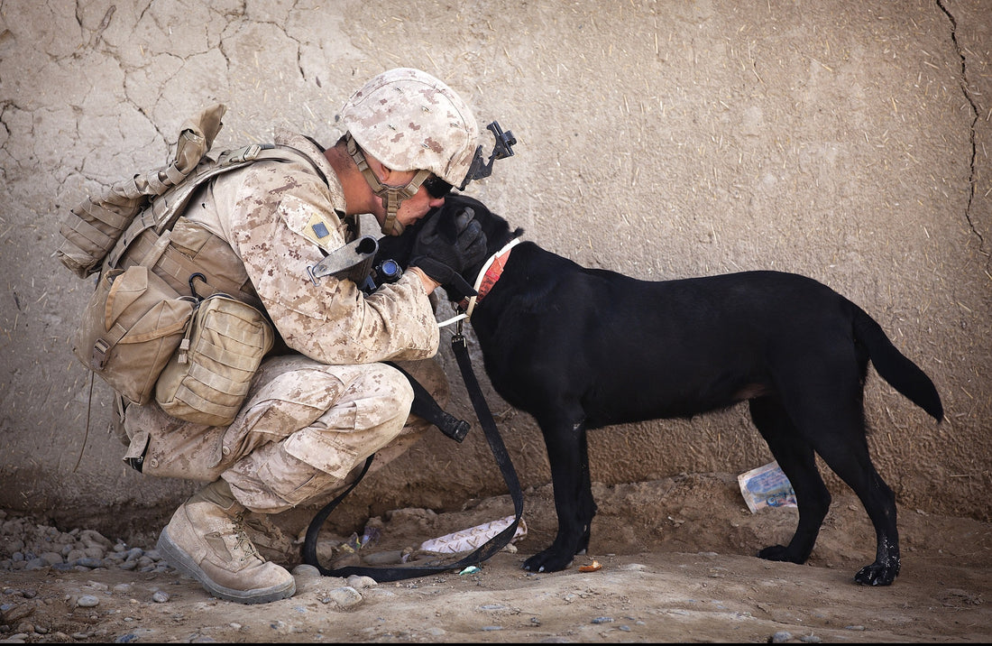 3 Ways To Say Thank You To Veterans